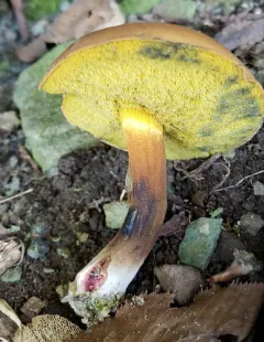 ink stain bolete thumbnail 1