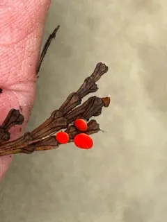 Pseudopithyella minuscula thumbnail 3