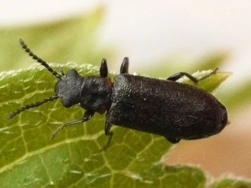 Lacconotus punctatus