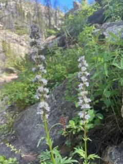 Idaho Phacelia thumbnail 2
