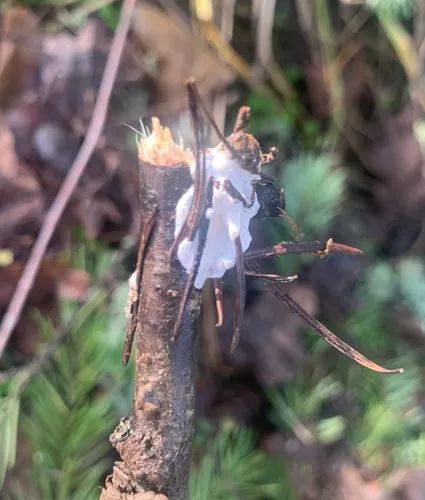 Skeletocutis semipileata