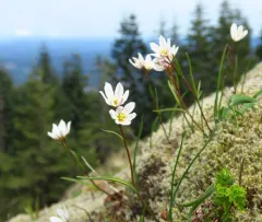 Snowdon Lily thumbnail 4