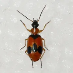 Beautiful Banded Lebia thumbnail 1