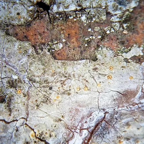 Zythia resinae