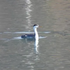 Clark's Grebe thumbnail 4
