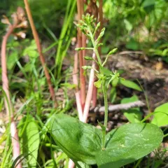 Northwestern Twayblade thumbnail 3