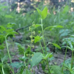 Alpine Mitrewort thumbnail 2