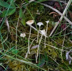 Rickenella mellea thumbnail 2