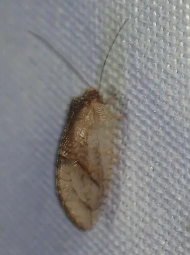 Megalomus angulatus