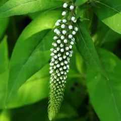 Gooseneck Loosestrife thumbnail 4