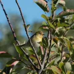Tennessee Warbler thumbnail 3