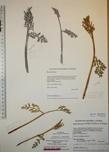 false northwestern moonwort