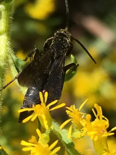 Aporus niger
