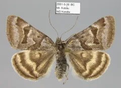 Banded Grass Moth thumbnail 2