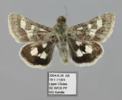 Persimilis Flower Moth thumbnail 4