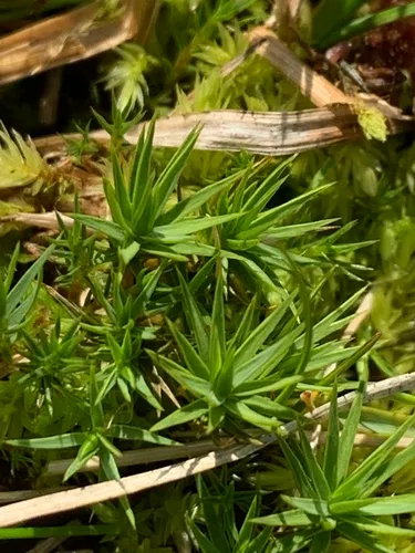 Jensen's Haircap Moss