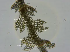 Moon-leaved Pincerwort thumbnail 2