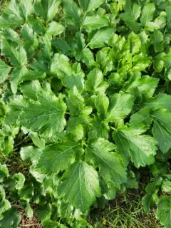 Alexanders thumbnail 2