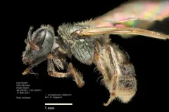 Incomplete Sweat Bee thumbnail 2