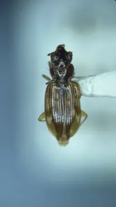 Bembidion mimus thumbnail 3