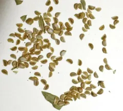 Ridged Yellow Flax thumbnail 2