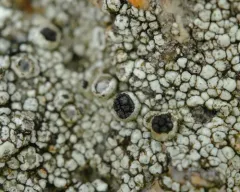 Rock Nipple Lichen thumbnail 4