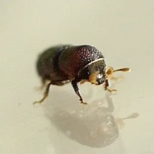 Micracis suturalis