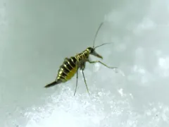 Boreus reductus thumbnail 1