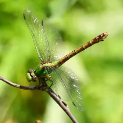 Rusty Snaketail thumbnail 3
