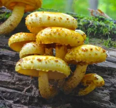 Golden Pholiota thumbnail 1