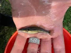 Slenderhead Darter thumbnail 4