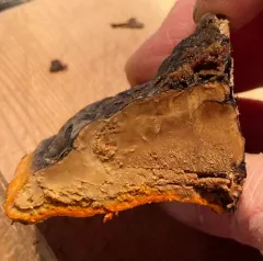 orange polypore mould thumbnail 4