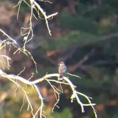 Eastern Kingbird thumbnail 4
