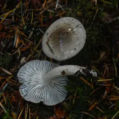 Hygrophorus agathosmoides thumbnail 4