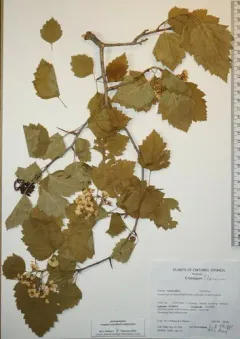 grove hawthorn thumbnail 3