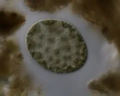 Euglena oblonga thumbnail 1