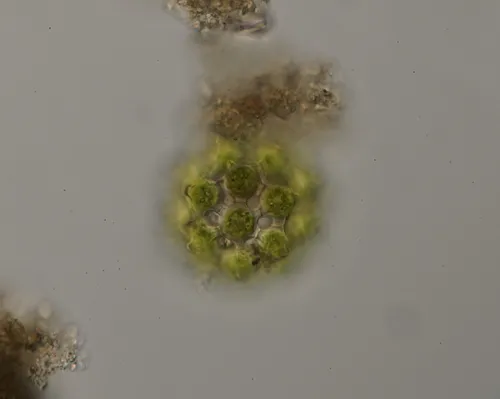 Coelastrum pulchrum
