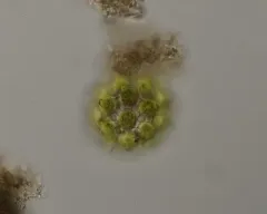 Coelastrum pulchrum thumbnail 1