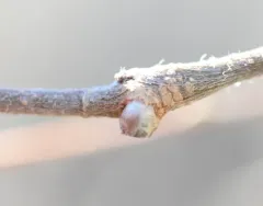 Pachypsylla celtidisgemma thumbnail 2