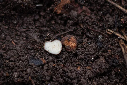 Balsamia setchellii