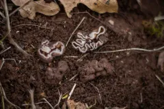Genea arenaria thumbnail 1