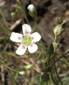 King’s Sandwort thumbnail 1