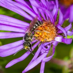 Leathery Sweat Bee thumbnail 2