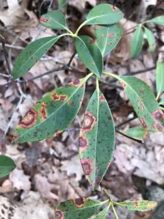 Mountain Laurel Leaf Blight thumbnail 3