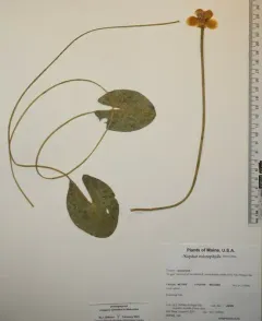 small yellow pond-lily thumbnail 3