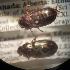 Dusky Sun Beetle thumbnail 2