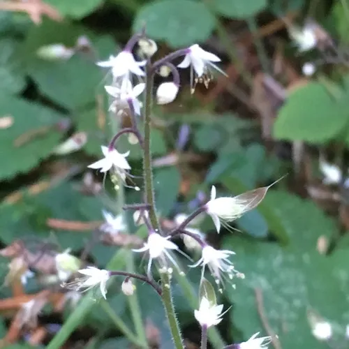 Threeleaf Foamflower