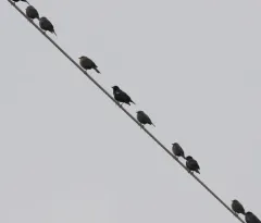 Tricolored Blackbird thumbnail 3