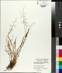 Water Whorl-grass thumbnail 2