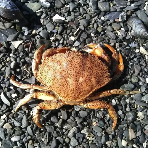 Atlantic Rock Crab